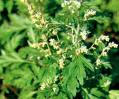ARTEMISIA ACEITE ESENCIAL (artemisia vulgaris) (778)