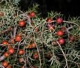 CADE ACEITE (juniperus oxycedrus) (141)