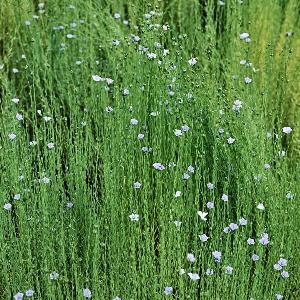 LINO SEMILLAS ACEITE