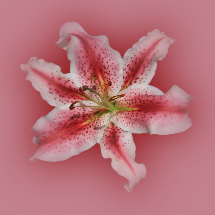 RED VELVET 29014 (RED-29014)