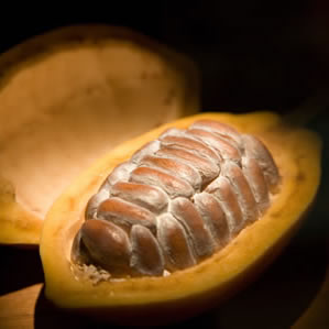 CACAO MANTECA (theobroma cacao)(863)