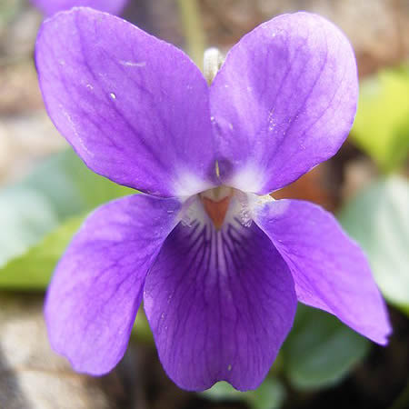 VIOLETA COMESTIBLE 8249 (VIO-8249)