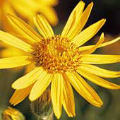 ARNICA EXTRACTO FLUIDO (arnica montana flower extract) (546)