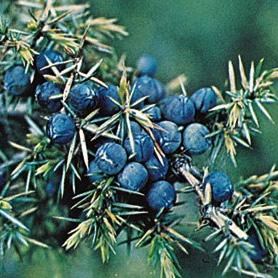 ENEBRO BAYAS ACEITE ESENCIAL (juniperus communis) (515)