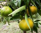 MANDARINA VERDE ACEITE (citrus reticulata) (213)