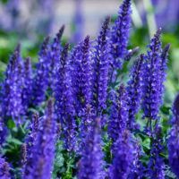 SALVIA 5006 (SAL-5006)