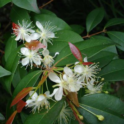 COPAIBA BALSAMO (copaifera reticulata) (319)